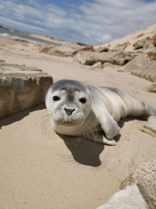 شقة Cozy D'Opale Charmant T1 Bord De Mer Cour Privee Et Clot Wifi 3 Pers Animaux Acceptes Gratuit Berck المظهر الخارجي الصورة