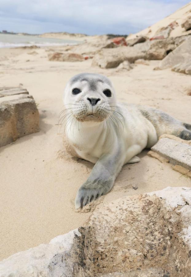 شقة Cozy D'Opale Charmant T1 Bord De Mer Cour Privee Et Clot Wifi 3 Pers Animaux Acceptes Gratuit Berck المظهر الخارجي الصورة